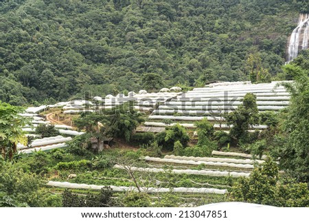 Cascade agriculture greenhouse plant, Royal Project , in  Doi Inthanon, Chiang Mai, Thailand