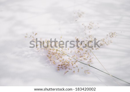 grass flower on white background , dream and love concept