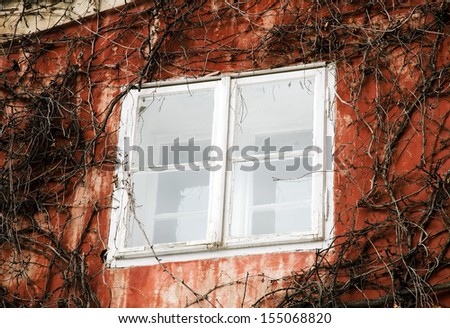 Old model of window on a wall covered by vegetation.