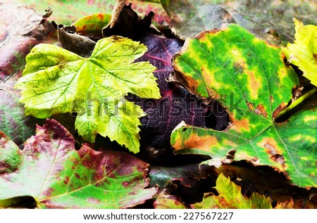 Dried vine leaves.Background.