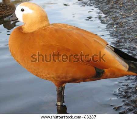 Orange Duck Stock Photo 63287 : Shutterstock