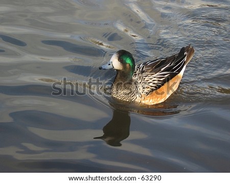Green Headed Duck