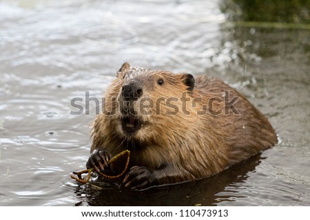 Busy as a Beaver