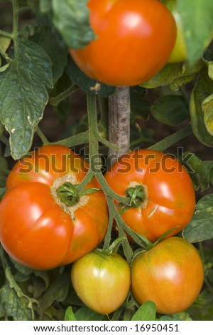 Red and green tomatoes grown at home following ecological way