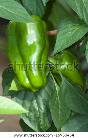 green peppers grown at home following ecological way
