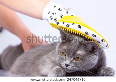Doctor examines a cat on a white table against a white background