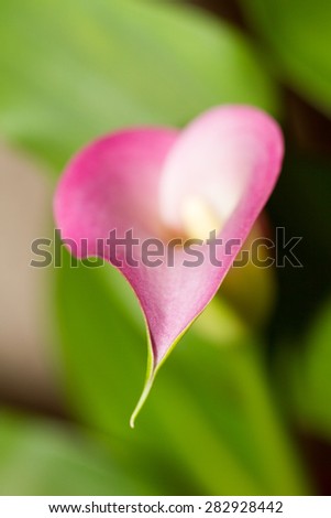calla flower close-up, blurred background, flower in the shape of a heart