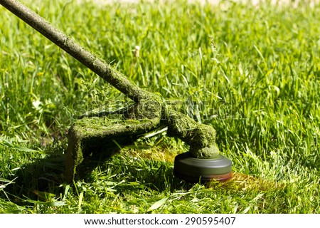 trimmer cuts the grass on the lawn