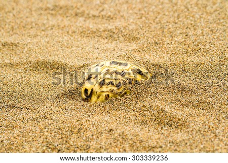 Tortoiseshell squeak in close-up, rush, buried in the sand shell