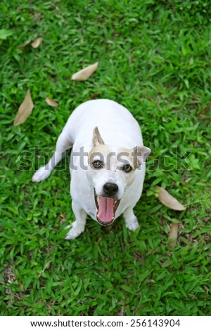 Happy dog looking upward from the ground in the grass, Jack Russel  Terrier