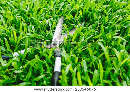 Scissors to cut the grass on green grass