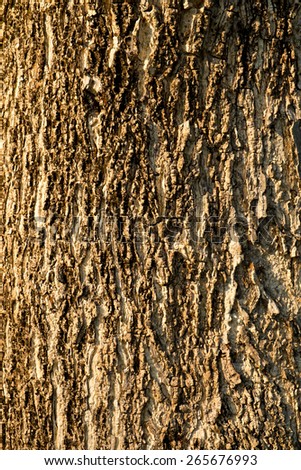 Detail of old wood tree texture background, wood skin