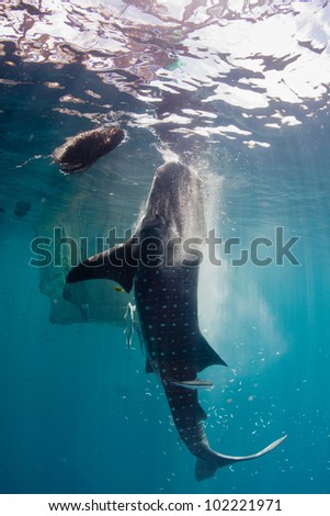 vertical feeding whale shark