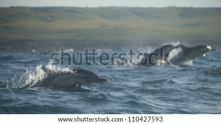 common dolphins playing around