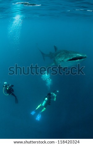 whale shark in indonesia