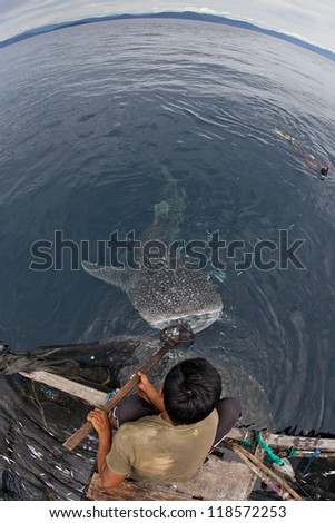 whale shark in the blue waters of cenderawasih bay, indonesia