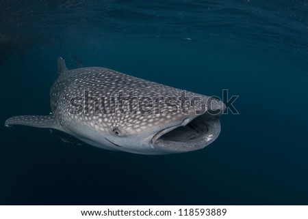 whale shark in the blue sea of cenderawasih bay, indonesia