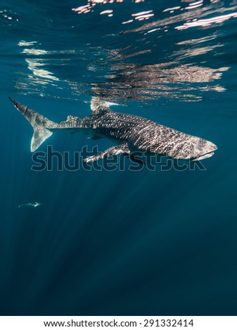 Underwater whale shark