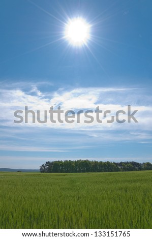 Sun over the field of young green wheat in spring
