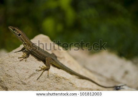 Common Lizard, Southern Med Sea