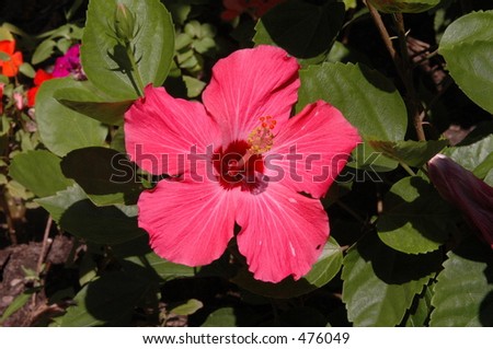 Dark Pink Flower
