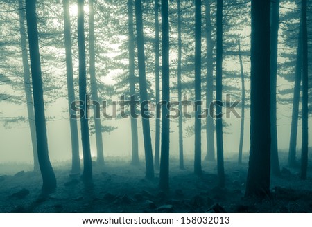 A monochromatic image of trees in the early morning fog.