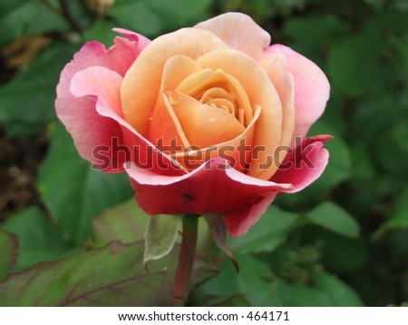 perfect peachy pink rose