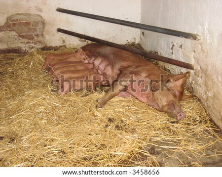 large mother pig and six feeding piglets all in a row laying in hay in a barn