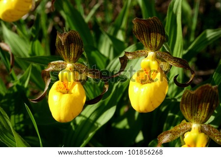 Lady Slippers, Spring has arrived. Manitoulin Island, Ontario, Canada