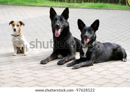 portrait of three dogs