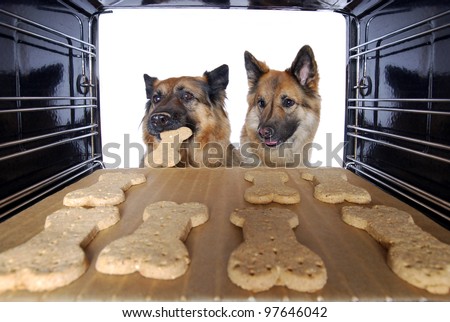 two dogs stealing dog biscuits out of the oven