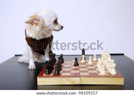 a chihuahua dog plays chess