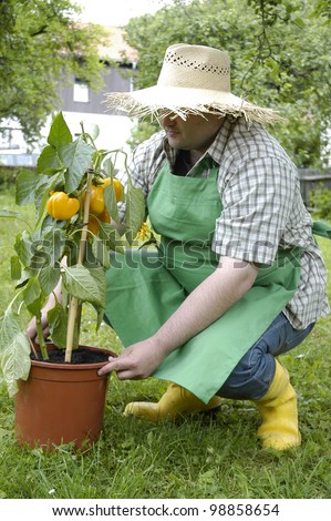 gardener with bell pepper plant