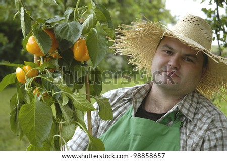 gardener with bell pepper plant