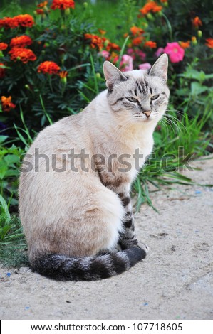 Blue Eyed Feline