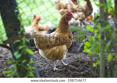 Chicken laying hen at walk