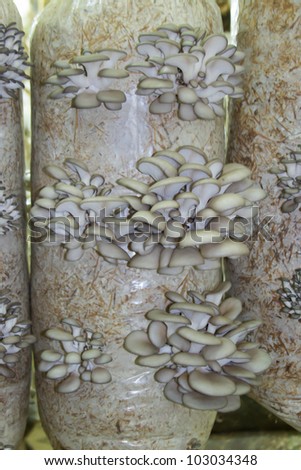 thesis on oyster mushroom cultivation thesis on oyster mushroom cultivation