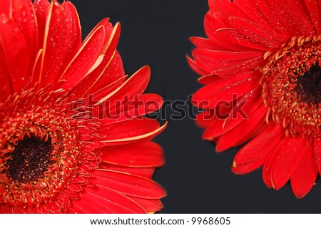 Red gerber flowers on black background