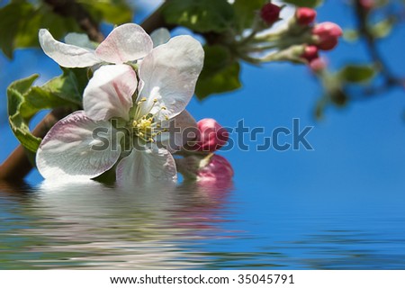 Apple tree blooming on blue with water surface