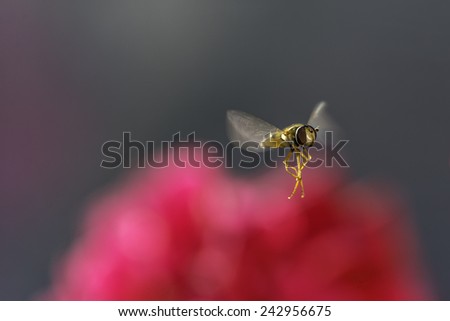 Hover-fly hovering over a red rose