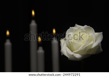 White memorial rose with candles