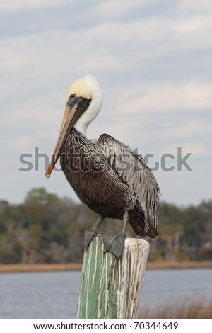 Pelican resting on a wooden post on the bay webbed feet hanging over the post