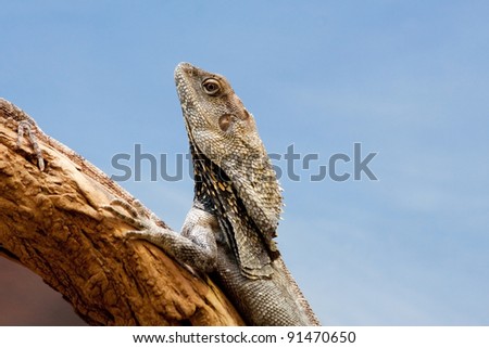 Closeup of a Frilled Dragon Lizard following another up a branch