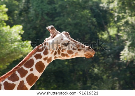 Giraffe closeup of his neck, head and face side view