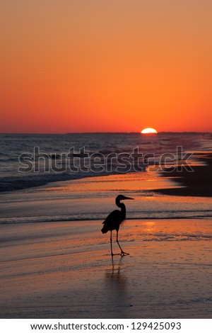 Bird silhouette of a bird at sunset on the beach