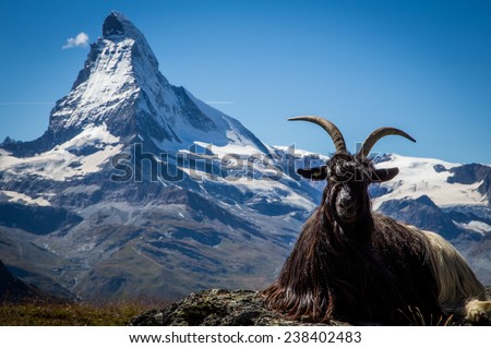The Valais Blackneck goat posing in front of the Matterhorn mountain in Switzerland