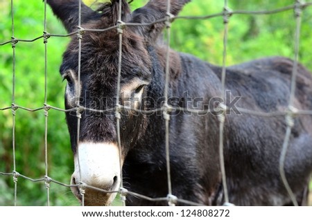 Donkey face close up