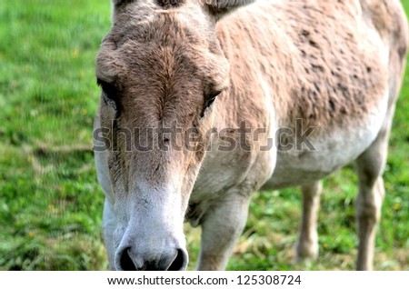 Donkey face close up