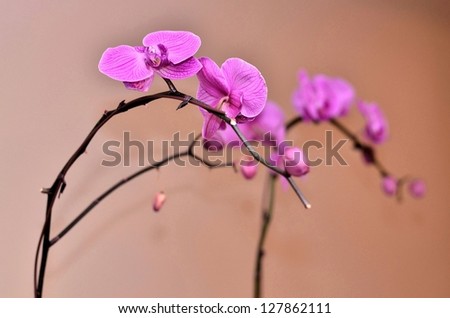 Purple orchid flower lined up