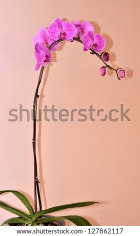 Purple orchid flower portrait